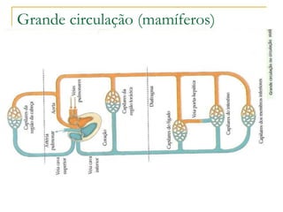 Grande circulação (mamíferos) 