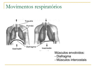 Movimentos respiratórios Músculos envolvidos: Diafragma Músculos intercostais 