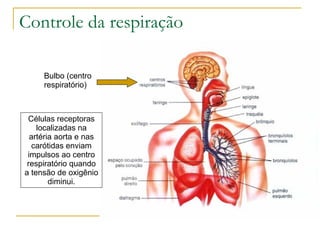 Controle da respiração Bulbo (centro respiratório) Células receptoras localizadas na artéria aorta e nas carótidas enviam impulsos ao centro respiratório quando a tensão de oxigênio diminui. 