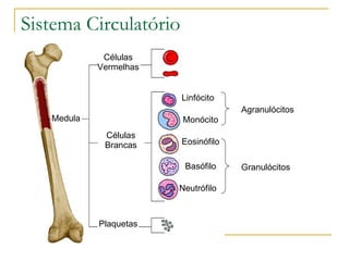 Sistema Circulatório Linfócito Monócito Eosinófilo Basófilo Neutrófilo Células Vermelhas Células Brancas Plaquetas Agranulócitos Granulócitos Medula 
