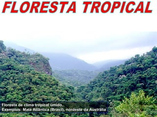 Floresta de clima tropical úmido.Floresta de clima tropical úmido.
Exemplos: Mata Atlântica (Brasil), nordeste da AustráliaExemplos: Mata Atlântica (Brasil), nordeste da Austrália
 