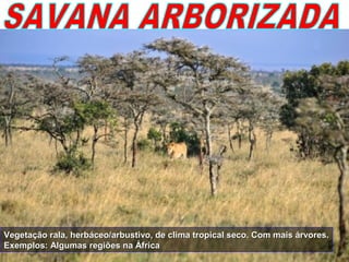 Vegetação rala, herbáceo/arbustivo, de clima tropical seco. Com mais árvores.Vegetação rala, herbáceo/arbustivo, de clima tropical seco. Com mais árvores.
Exemplos: Algumas regiões na ÁfricaExemplos: Algumas regiões na África
 