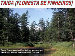 Densa floresta em regiões úmidas sub-polares.Densa floresta em regiões úmidas sub-polares.
Exemplos: Rússia, Escandinávia e CanadáExemplos: Rússia, Escandinávia e Canadá
 