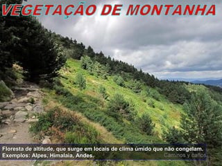 Floresta de altitude, que surge em locais de clima úmido que não congelam.Floresta de altitude, que surge em locais de clima úmido que não congelam.
Exemplos: Alpes, Himalaia, Andes.Exemplos: Alpes, Himalaia, Andes.
 