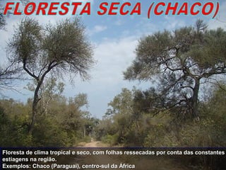 Floresta de clima tropical e seco, com folhas ressecadas por conta das constantesFloresta de clima tropical e seco, com folhas ressecadas por conta das constantes
estiagens na região.estiagens na região.
Exemplos: Chaco (Paraguai), centro-sul da ÁfricaExemplos: Chaco (Paraguai), centro-sul da África
 