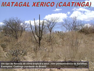 Um tipo de floresta de clima tropical e seco, com predominância de Xerófilas.Um tipo de floresta de clima tropical e seco, com predominância de Xerófilas.
Exemplos: Caatinga (nordeste do Brasil)Exemplos: Caatinga (nordeste do Brasil)
 