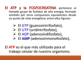 El ATP y la FOSFOCREATINA pertenece al
llamado grupo de fosfatos de alta energía, formado
también por otros compuestos equivalentes desde
un punto de vista energético; entre ellos figuran:
 El GTP (guanosíntrifosfato),
 El UTP (uridíntrifosfato),
 El ADP (adenosíndifosfato),
 El AMP (adenosínmonofosfato),
El ATP es el que más utilizado para el
trabajo celular de nuestro organismo.
 