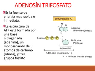 ADENOSÍN TRIFOSFATO
Es la fuente de
energía mas rápida o
inmediata.
La estructura del
ATP está formada por
una base
nitrogenada
(adenina), un
monosacárido de 5
átomos de carbono
(ribosa), y tres
grupos fosfato
 