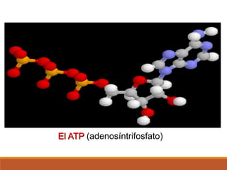 El ATP (adenosíntrifosfato)
 