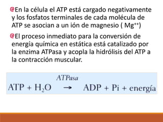 En la célula el ATP está cargado negativamente
y los fosfatos terminales de cada molécula de
ATP se asocian a un ión de magnesio ( Mg++)
El proceso inmediato para la conversión de
energía química en estática está catalizado por
la enzima ATPasa y acopla la hidrólisis del ATP a
la contracción muscular.
 