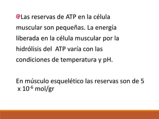 Las reservas de ATP en la célula
muscular son pequeñas. La energía
liberada en la célula muscular por la
hidrólisis del ATP varía con las
condiciones de temperatura y pH.
En músculo esquelético las reservas son de 5
x 10-6 mol/gr
 