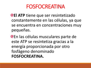 FOSFOCREATINA
El ATP tiene que ser resintetizado
constantemente en las células, ya que
se encuentra en concentraciones muy
pequeñas.
En las células musculares parte de
este ATP se resintetiza gracias a la
energía proporcionada por otro
fosfágeno denominado
FOSFOCREATINA.
 