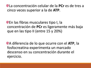 La concentración celular de la PCr es de tres a
cinco veces superior a la de ATP.
En las fibras musculares tipo I, la
concentración de PCr es ligeramente más baja
que en las tipo II (entre 15 y 20%)
A diferencia de lo que ocurre con el ATP, la
fosfocreatina experimenta un marcado
descenso en su concentración durante el
ejercicio.
 