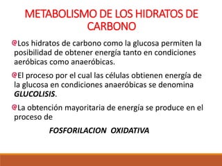 METABOLISMO DE LOS HIDRATOS DE
CARBONO
Los hidratos de carbono como la glucosa permiten la
posibilidad de obtener energía tanto en condiciones
aeróbicas como anaeróbicas.
El proceso por el cual las células obtienen energía de
la glucosa en condiciones anaeróbicas se denomina
GLUCOLISIS.
La obtención mayoritaria de energía se produce en el
proceso de
FOSFORILACION OXIDATIVA
 