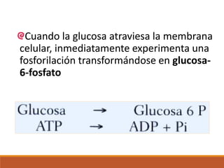 Cuando la glucosa atraviesa la membrana
celular, inmediatamente experimenta una
fosforilación transformándose en glucosa-
6-fosfato
 