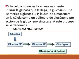 Si la célula no necesita en ese momento
utilizar la glucosa que le llega, la glucosa-6-P se
isomeriza a glucosa-1-P, la cual se almacenará
en la célula como un polímero de glucógeno por
acción de la glucógeno sintetasa. A este proceso
se le denomina
GLUCOGENOGENESIS
 