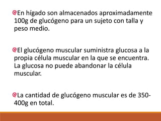 En hígado son almacenados aproximadamente
100g de glucógeno para un sujeto con talla y
peso medio.
El glucógeno muscular suministra glucosa a la
propia célula muscular en la que se encuentra.
La glucosa no puede abandonar la célula
muscular.
La cantidad de glucógeno muscular es de 350-
400g en total.
 