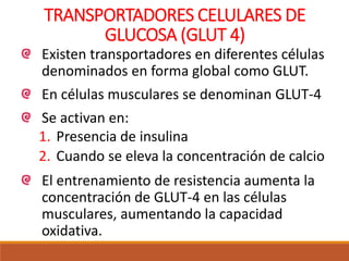 TRANSPORTADORES CELULARES DE
GLUCOSA (GLUT 4)
Existen transportadores en diferentes células
denominados en forma global como GLUT.
En células musculares se denominan GLUT-4
Se activan en:
1. Presencia de insulina
2. Cuando se eleva la concentración de calcio
El entrenamiento de resistencia aumenta la
concentración de GLUT-4 en las células
musculares, aumentando la capacidad
oxidativa.
 