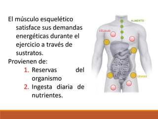 El músculo esquelético
satisface sus demandas
energéticas durante el
ejercicio a través de
sustratos.
Provienen de:
1. Reservas del
organismo
2. Ingesta diaria de
nutrientes.
 