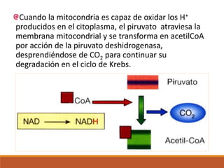 Cuando la mitocondria es capaz de oxidar los H+
producidos en el citoplasma, el piruvato atraviesa la
membrana mitocondrial y se transforma en acetilCoA
por acción de la piruvato deshidrogenasa,
desprendiéndose de CO2 para continuar su
degradación en el ciclo de Krebs.
 