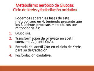 Metabolismo aeróbico de Glucosa:
Ciclo de Krebs y fosforilación oxidativa
Podemos separar las fases de este
metabolismo en 4, teniendo presente que
los 3 últimos procesos metabólicos son
mitocondriales:
1. Glucólisis.
2. Transformación de piruvato en acetil
coenzima A (acetil CoA).
3. Entrada del acetil CoA en el ciclo de Krebs
para su degradación.
4. Fosforilación oxidativa.
 