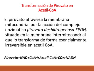 Transformación de Piruvato en
Acetil-CoA
El piruvato atraviesa la membrana
mitocondrial por la acción del complejo
enzimático piruvato deshidrogenasa *PDH,
situado en la membrana intermitocondrial
que lo transforma de forma esencialmente
irreversible en acetil CoA.
Piruvato+NAD+CoA→Acetil CoA+CO2+NADH
 