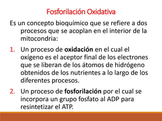 Fosforilación Oxidativa
Es un concepto bioquímico que se refiere a dos
procesos que se acoplan en el interior de la
mitocondria:
1. Un proceso de oxidación en el cual el
oxígeno es el aceptor final de los electrones
que se liberan de los átomos de hidrógeno
obtenidos de los nutrientes a lo largo de los
diferentes procesos.
2. Un proceso de fosforilación por el cual se
incorpora un grupo fosfato al ADP para
resintetizar el ATP.
 