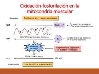 Oxidación-fosforilación en la
mitocondria muscular
 