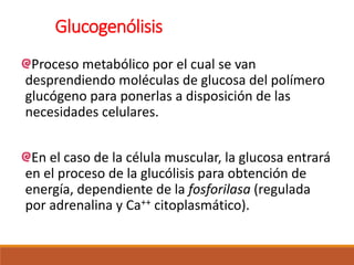 Glucogenólisis
Proceso metabólico por el cual se van
desprendiendo moléculas de glucosa del polímero
glucógeno para ponerlas a disposición de las
necesidades celulares.
En el caso de la célula muscular, la glucosa entrará
en el proceso de la glucólisis para obtención de
energía, dependiente de la fosforilasa (regulada
por adrenalina y Ca++ citoplasmático).
 