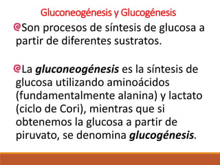 Gluconeogénesis y Glucogénesis
Son procesos de síntesis de glucosa a
partir de diferentes sustratos.
La gluconeogénesis es la síntesis de
glucosa utilizando aminoácidos
(fundamentalmente alanina) y lactato
(ciclo de Cori), mientras que si
obtenemos la glucosa a partir de
piruvato, se denomina glucogénesis.
 