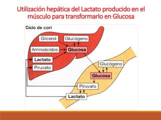 Utilización hepática del Lactato producido en el
músculo para transformarlo en Glucosa
 