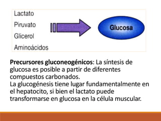 Precursores gluconeogénicos: La síntesis de
glucosa es posible a partir de diferentes
compuestos carbonados.
La glucogénesis tiene lugar fundamentalmente en
el hepatocito, si bien el lactato puede
transformarse en glucosa en la célula muscular.
 