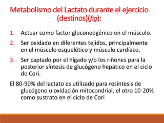 Metabolismo del Lactato durante el ejercicio
(destinos)(fig):
1. Actuar como factor gluconeogénico en el músculo.
2. Ser oxidado en diferentes tejidos, principalmente
en el músculo esquelético y músculo cardíaco.
3. Ser captado por el hígado y/o los riñones para la
posterior síntesis de glucógeno hepático en el ciclo
de Cori.
El 80-90% del lactato es utilizado para resíntesis de
glucógeno u oxidación mitocondrial, el otro 10-20%
como sustrato en el ciclo de Cori
 