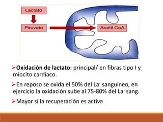Oxidación de lactato: principal/ en fibras tipo I y
miocito cardiaco.
En reposo se oxida el 50% del La- sanguíneo, en
ejercicio la oxidación sube al 75-80% del La- sang.
Mayor si la recuperación es activa
 