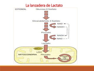 La lanzadera de Lactato
 