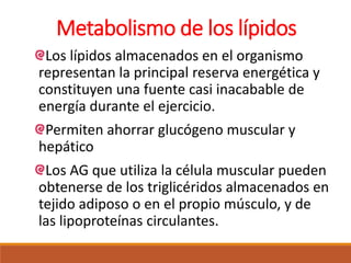 Metabolismo de los lípidos
Los lípidos almacenados en el organismo
representan la principal reserva energética y
constituyen una fuente casi inacabable de
energía durante el ejercicio.
Permiten ahorrar glucógeno muscular y
hepático
Los AG que utiliza la célula muscular pueden
obtenerse de los triglicéridos almacenados en
tejido adiposo o en el propio músculo, y de
las lipoproteínas circulantes.
 