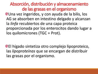 Absorción, distribución y almacenamiento
de las grasas en el organismo
Una vez ingeridos, y con ayuda de la bilis, los
AG se absorben en intestino delgado y alcanzan
la linfa recubiertos de una capa proteica
proporcionada por los enterocitos dando lugar a
los quilomicrones (TGC + Prot).
El hígado sintetiza otro complejo lipoproteico,
las lipoproteínas que se encargan de distribuir
las grasas por el organismo.
 