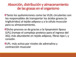 Absorción, distribución y almacenamiento
de las grasas en el organismo
Tanto los quilomicrones como las VLDL circulantes son
los responsables de transportar los ácidos grasos (o
triglicéridos) al tejido adiposo y a la célula muscular
para su almacenamiento.
Dicho proceso se da gracias a la lipoprotein lipasa
(LPL) (rompe el complejo proteico para el ingreso del
AG); más abundante en tejido adiposo, fibras tipo I, y
corazón.
LPL: más activa por niveles de adrenalina y
contracción muscular
 