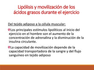 Lipólisis y movilización de los
ácidos grasos durante el ejercicio
Del tejido adiposo a la célula muscular:
Los principales estímulos lipolíticos al inicio del
ejercicio en el hombre son el aumento de la
concentración de adrenalina y la disminución de la
insulina circulante.
La capacidad de movilización depende de la
capacidad transportadora de la sangre y del flujo
sanguíneo en tejido adiposo
 