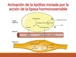 Activación de la lipólisis iniciada por la
acción de la lipasa hormonosensible
 
