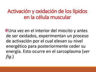 Activación y oxidación de los lípidos
en la célula muscular
Una vez en el interior del miocito y antes
de ser oxidados, experimentan un proceso
de activación por el cual elevan su nivel
energético para posteriormente ceder su
energía. Esto ocurre en el sarcoplasma (ver
fig.)
 