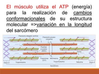 El músculo utiliza el ATP (energía)
para la realización de cambios
conformacionales de su estructura
molecular =>variación en la longitud
del sarcómero
 