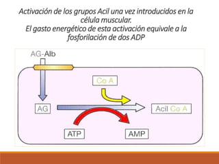 Activación de los grupos Acil una vez introducidos en la
célula muscular.
El gasto energético de esta activación equivale a la
fosforilación de dos ADP
 
