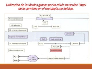 Utilización de los ácidos grasos por la célula muscular. Papel
de la carnitina en el metabolismo lipídico.
 