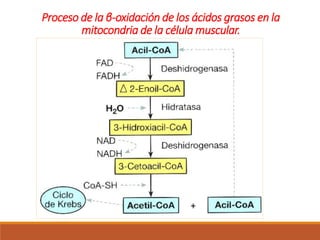 Proceso de la β-oxidación de los ácidos grasos en la
mitocondria de la célula muscular.
 