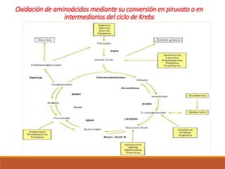 Oxidación de aminoácidos mediante su conversión en piruvato o en
intermediarios del ciclo de Krebs
 