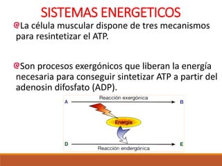 SISTEMAS ENERGETICOS
La célula muscular dispone de tres mecanismos
para resintetizar el ATP.
Son procesos exergónicos que liberan la energía
necesaria para conseguir sintetizar ATP a partir del
adenosin difosfato (ADP).
 