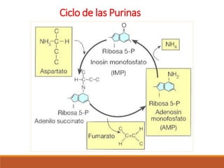 Ciclo de las Purinas
 
