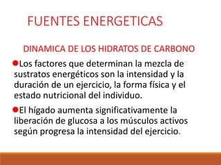 FUENTES ENERGETICAS
DINAMICA DE LOS HIDRATOS DE CARBONO
Los factores que determinan la mezcla de
sustratos energéticos son la intensidad y la
duración de un ejercicio, la forma física y el
estado nutricional del individuo.
El hígado aumenta significativamente la
liberación de glucosa a los músculos activos
según progresa la intensidad del ejercicio.
 