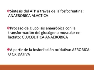 Síntesis del ATP a través de la fosfocreatina:
ANAEROBICA ALACTICA
Proceso de glucólisis anaeróbica con la
transformación del glucógeno muscular en
lactato: GLUCOLITICA ANAEROBICA
A partir de la fosforilación oxidativa: AEROBICA
U OXIDATIVA
 